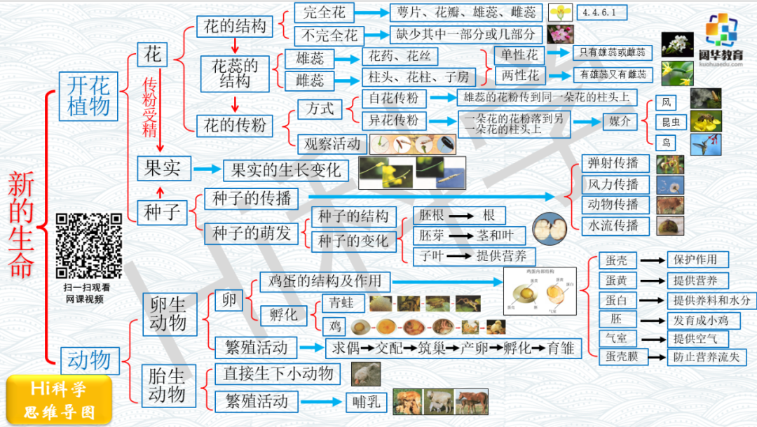 小学科学3-6年级思维导图 第5张