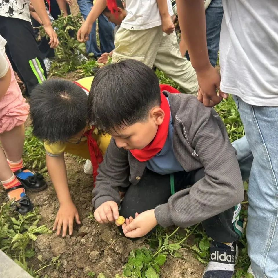 【崇川集团·八一小学】“土”露汗水  “豆”耘童年——八一小学四年级开展“小农夫收土豆”劳动实践活动 第7张