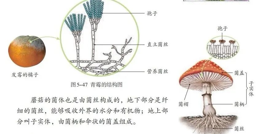 2024年中考生物考前课本重点图片回顾 第18张 2024年中考生物考前课本重点图片回顾 第18张