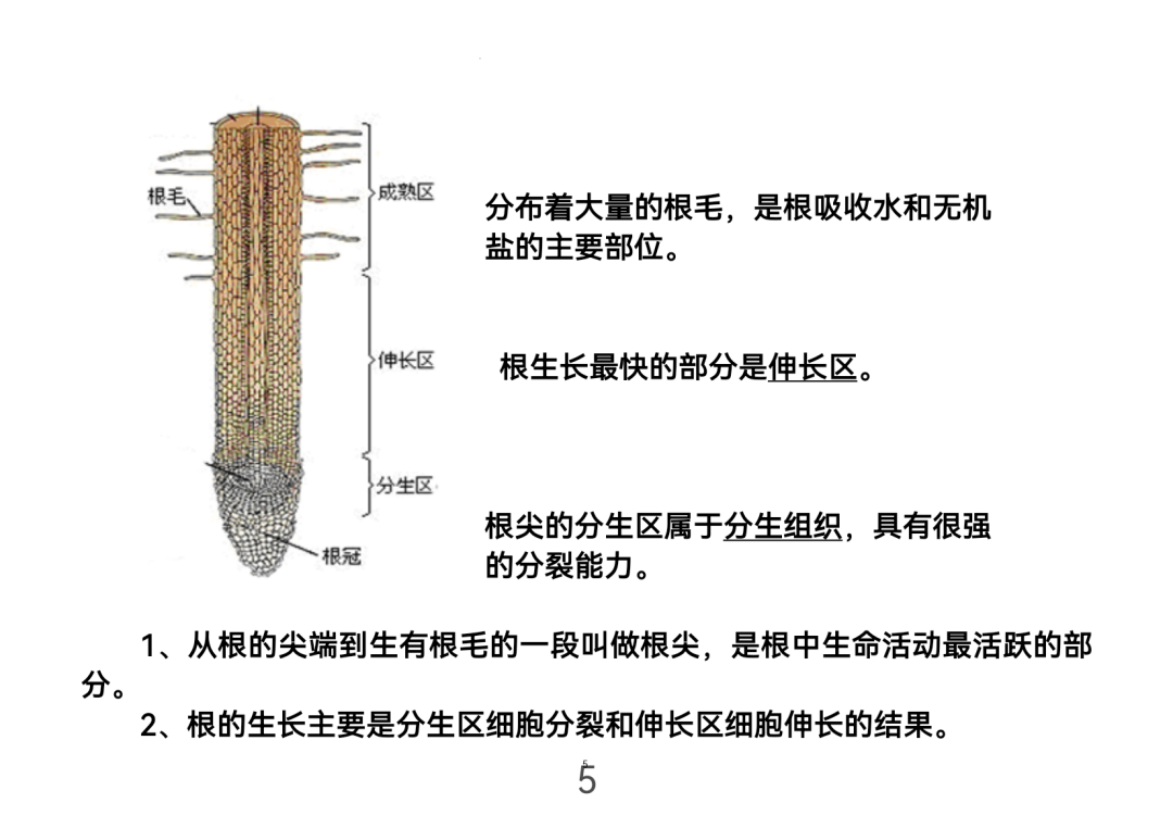 2024年中考生物考前课本重点图片回顾 第5张 2024年中考生物考前课本重点图片回顾 第5张