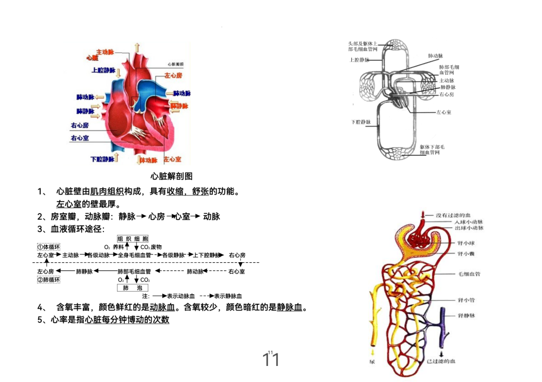2024年中考生物考前课本重点图片回顾 第11张 2024年中考生物考前课本重点图片回顾 第11张