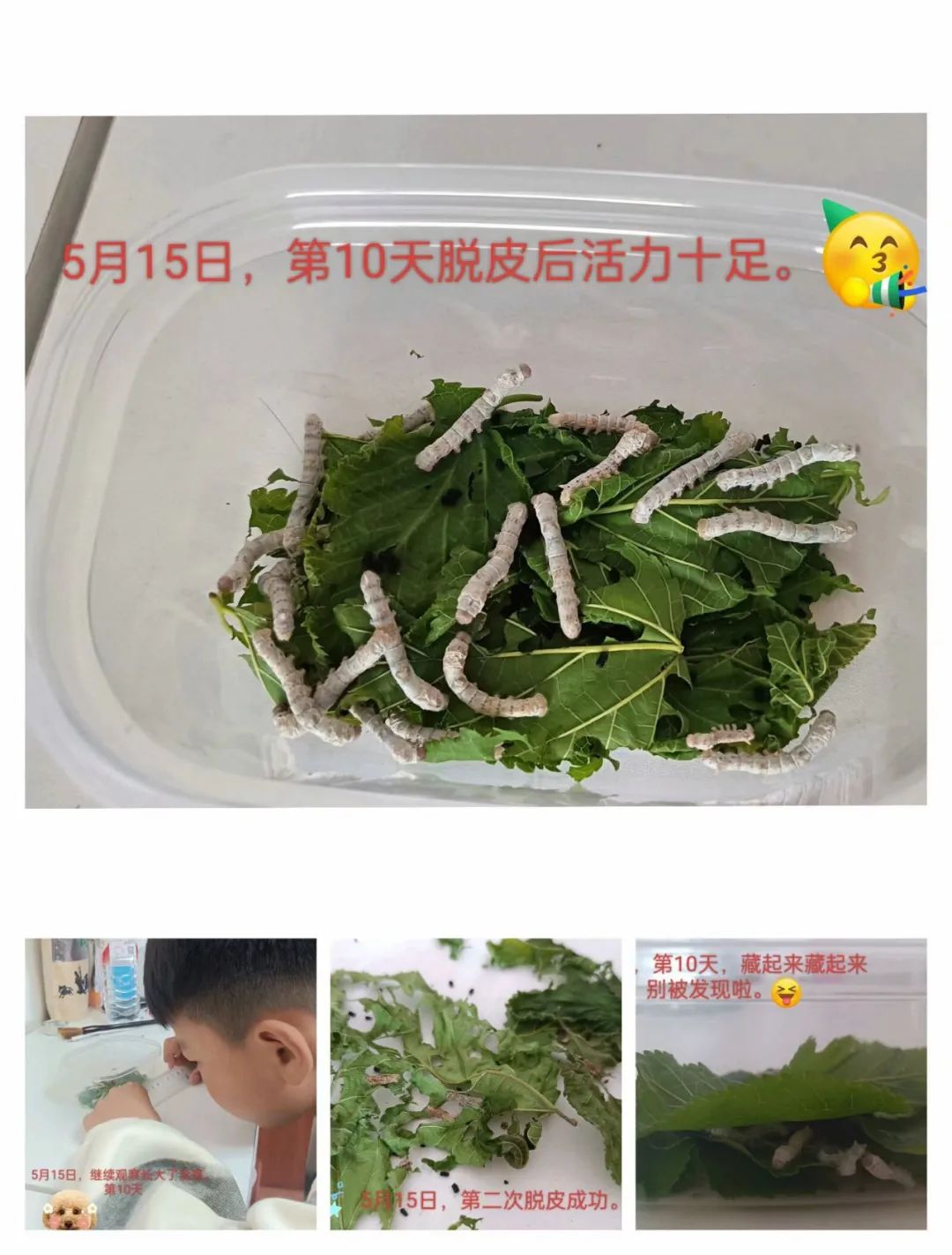 向阳而生,“润心”成长——绸都小学开展心理健康宣传教育月活动 第38张