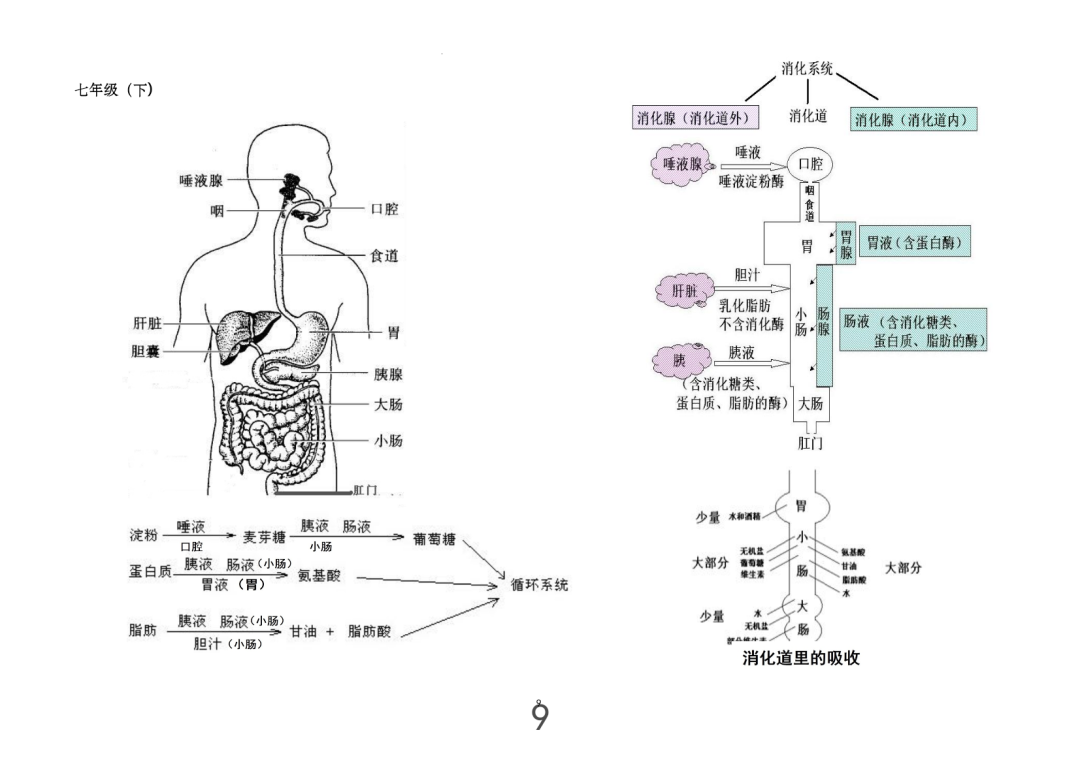 2024年中考生物考前课本重点图片回顾 第9张 2024年中考生物考前课本重点图片回顾 第9张