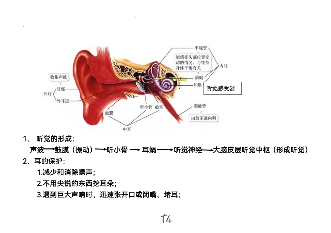 2024年中考生物考前课本重点图片回顾 第14张 2024年中考生物考前课本重点图片回顾 第14张