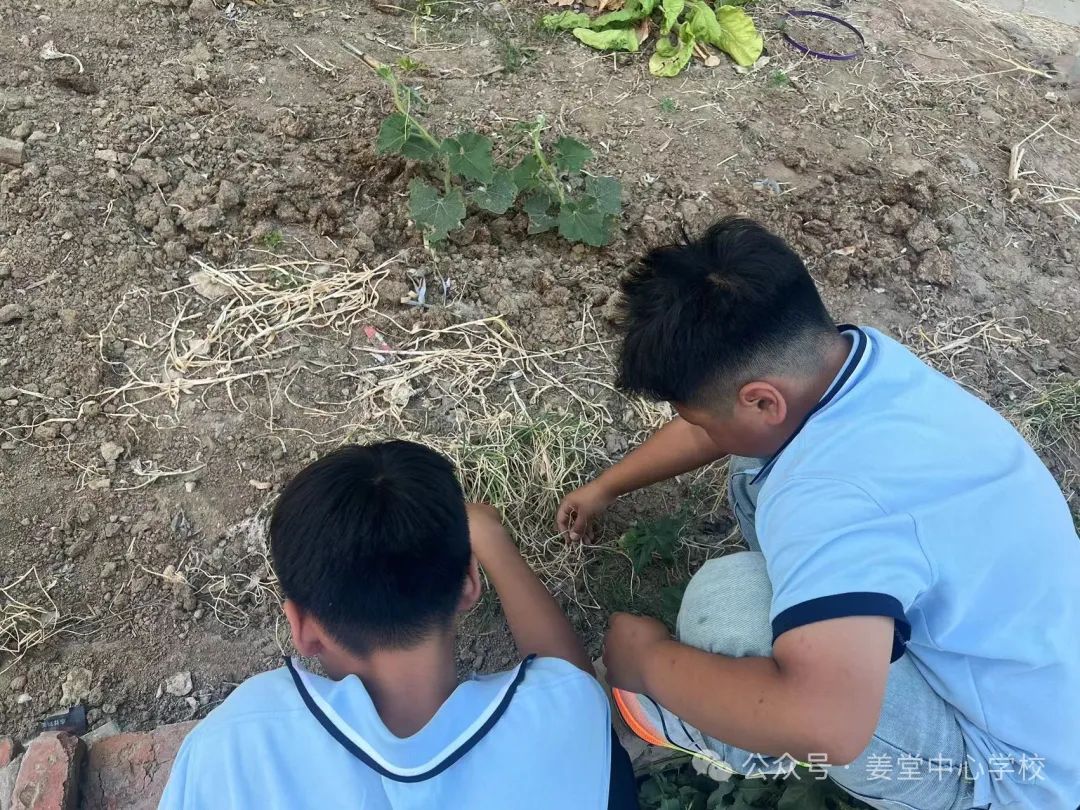 芒种芒种  连收带种——姜堂小学北校区秦杨小学“芒种”主题活动 第10张