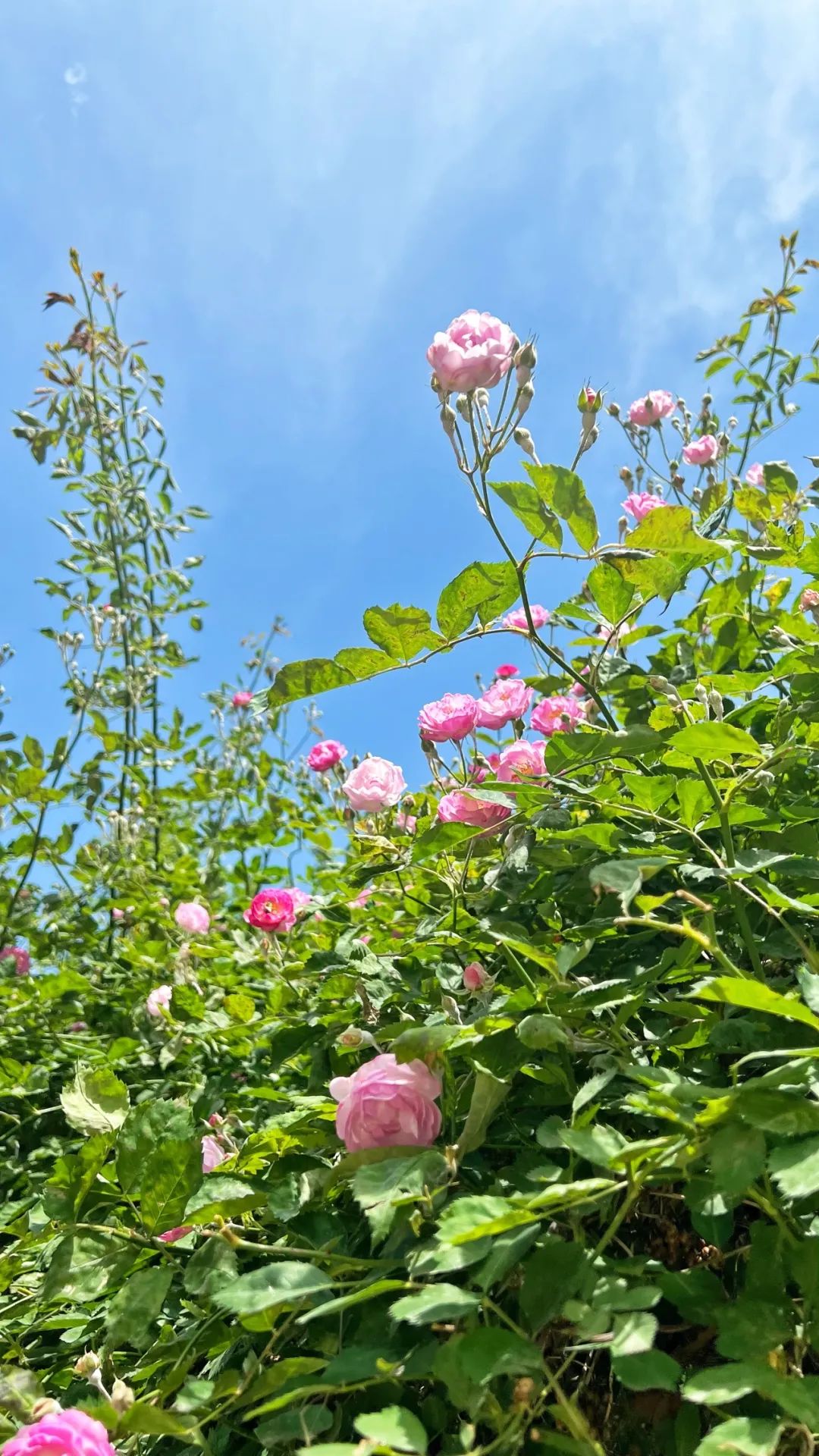 高考这件事,就是你努力的样子呀~ 第7张 高考这件事,就是你努力的样子呀~ 第7张