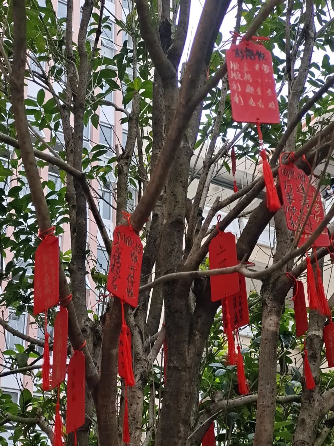 【团辅活动】许愿高考,加油未来——德化第二中学开展高考许愿暨心理减压活动 第14张 【团辅活动】许愿高考,加油未来——德化第二中学开展高考许愿暨心理减压活动 第14张