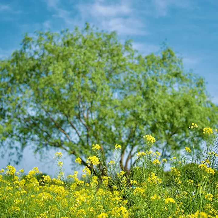德瑞小学端午节放假通知及温馨提示! 第34张