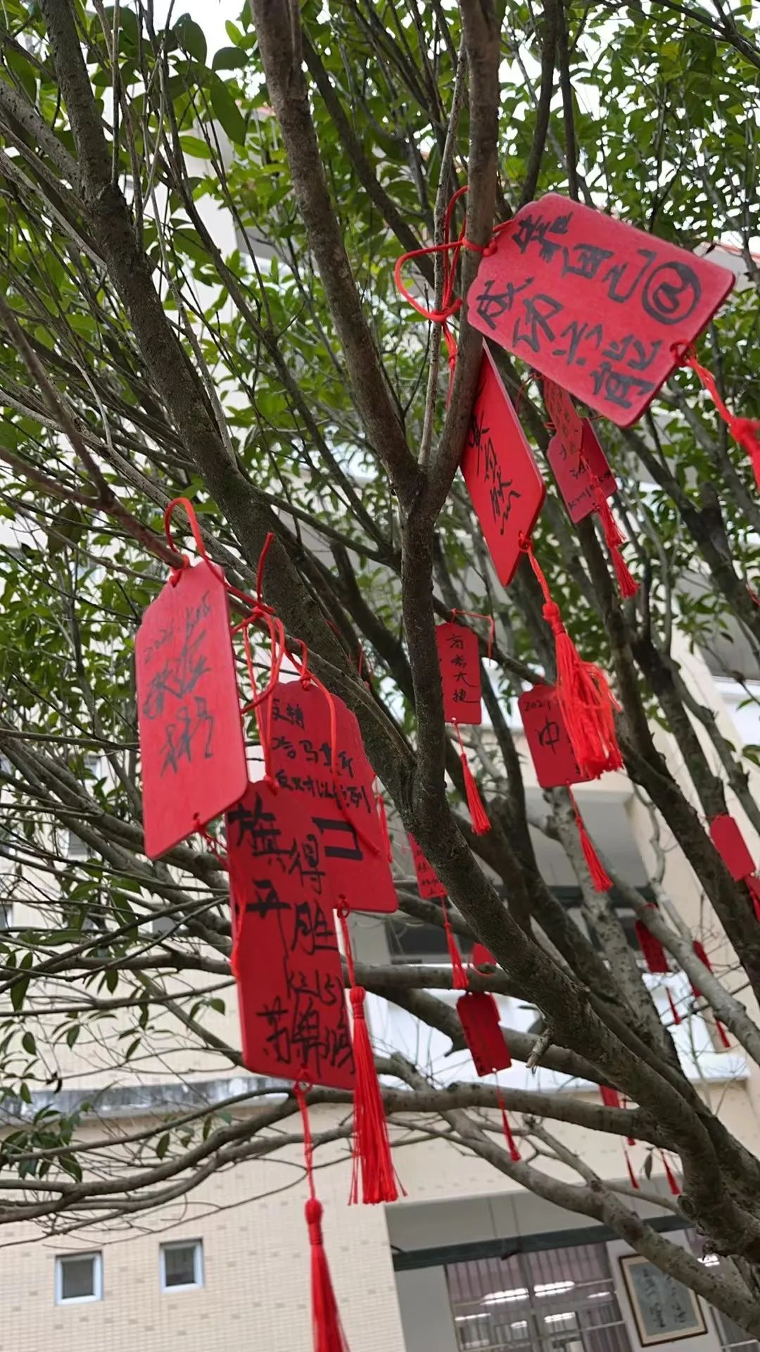 【团辅活动】许愿高考,加油未来——德化第二中学开展高考许愿暨心理减压活动 第10张 【团辅活动】许愿高考,加油未来——德化第二中学开展高考许愿暨心理减压活动 第10张