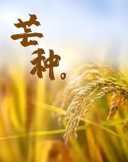 【金安小学】芒种——愿你“芒”有所获, “种”有所得 第3张 【金安小学】芒种——愿你“芒”有所获, “种”有所得 第3张