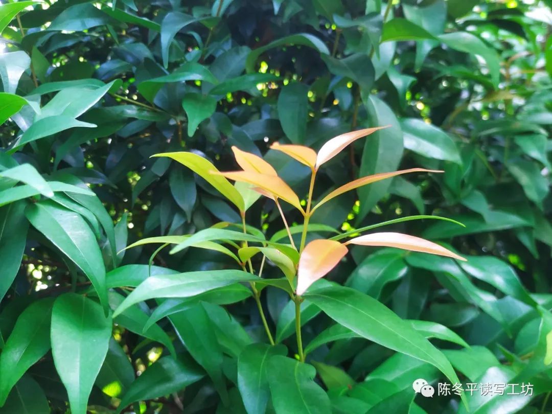 中考•作文︱2024年深圳市中考作文备考资料 第5张