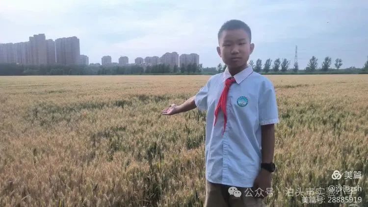二十四节气之芒种——实验小学综合实践活动 第12张