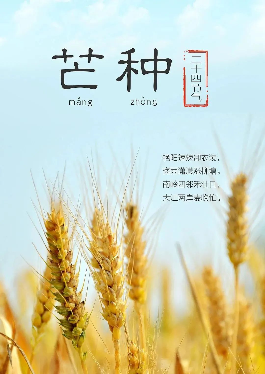 【金安小学】芒种——愿你“芒”有所获, “种”有所得 第4张 【金安小学】芒种——愿你“芒”有所获, “种”有所得 第4张