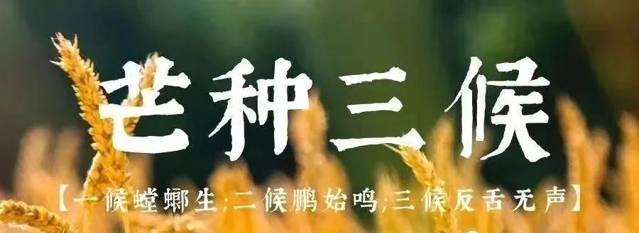 【金安小学】芒种——愿你“芒”有所获, “种”有所得 第6张 【金安小学】芒种——愿你“芒”有所获, “种”有所得 第6张