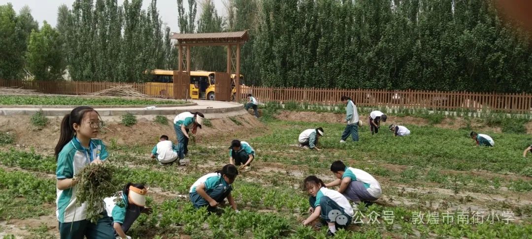 “时节·敦煌 传承有我”敦煌市南街小学开展二十四节气——芒种主题活动 第19张