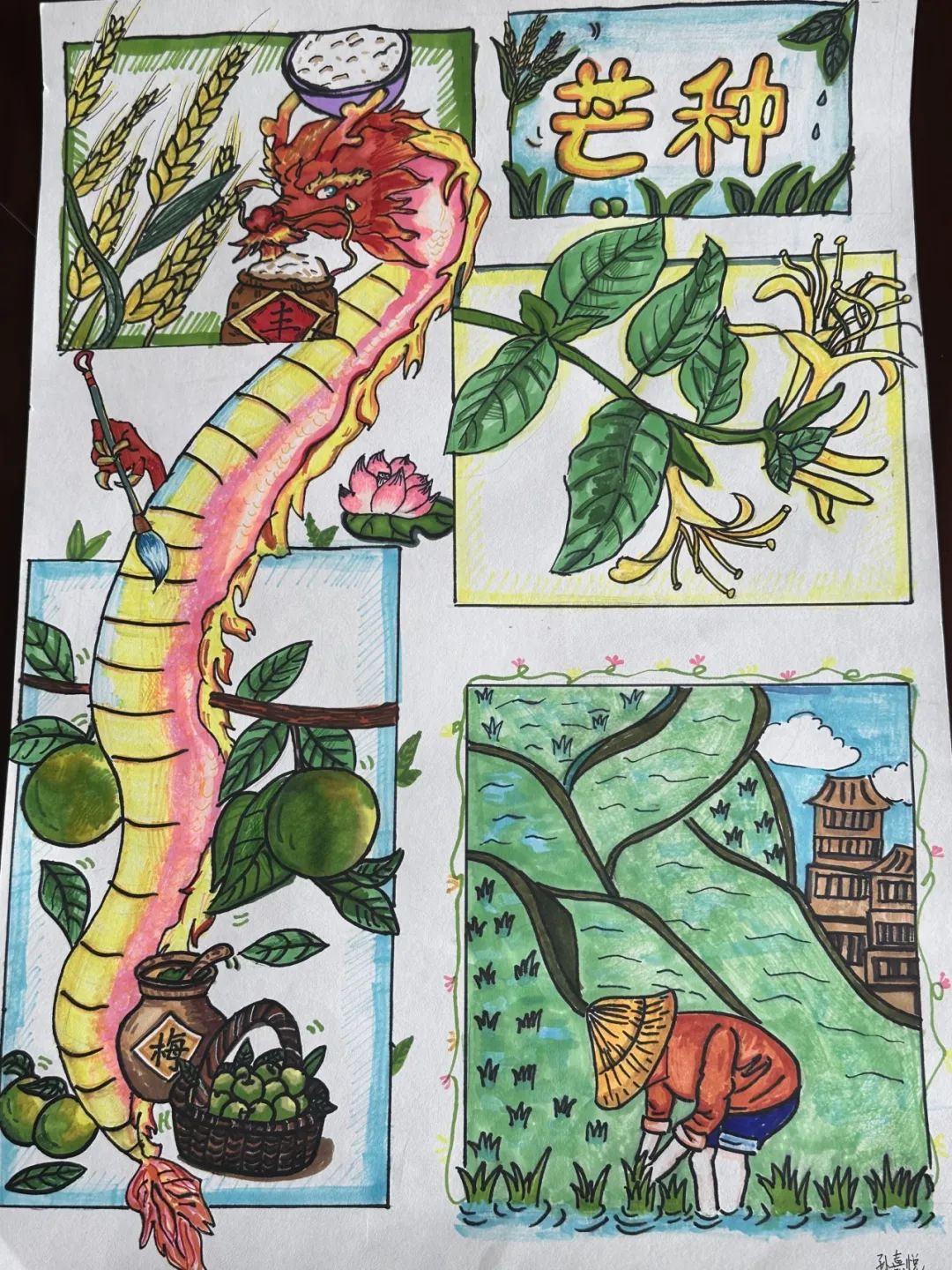 博文童画,节气物语——济南市博文小学绘制龙年二十四节气图展播活动(芒种) 第11张 博文童画,节气物语——济南市博文小学绘制龙年二十四节气图展播活动(芒种) 第11张