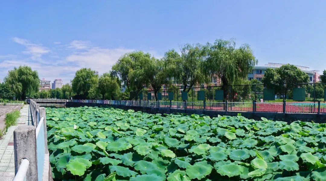 城东小学2024年秋一年级新生报名入学通告 第20张 城东小学2024年秋一年级新生报名入学通告 第20张
