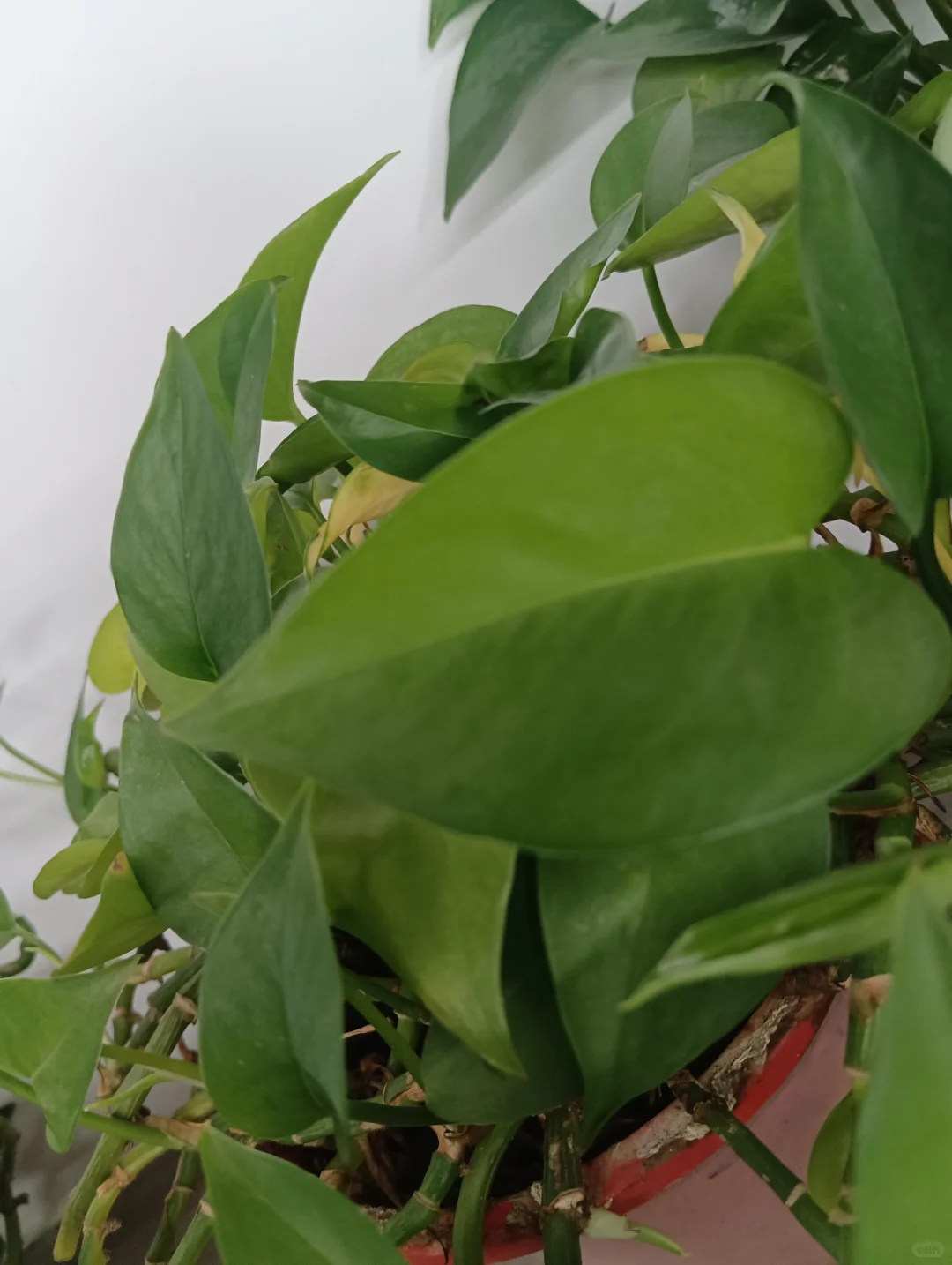 啥也不说了，祝各位中考考生马到成功 第1张