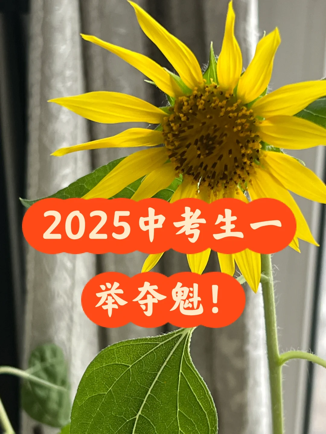 ㊗️2025的中考生们一举夺魁！ 第1张