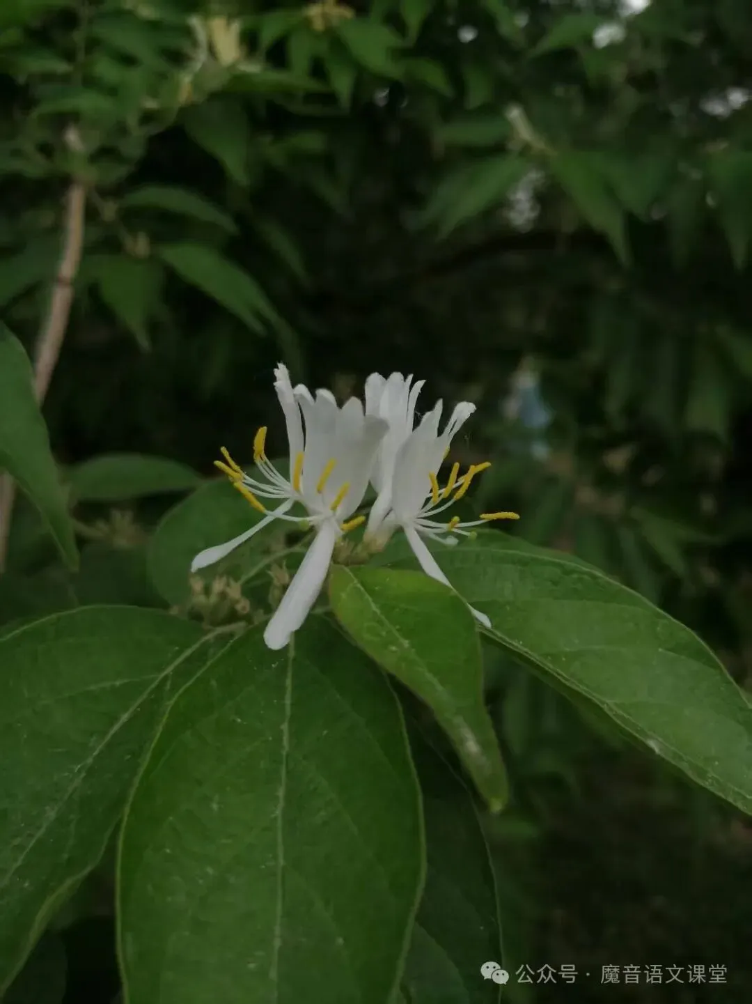 2020-2024年上海市中考语文真题试卷及作文示范卷 第3张