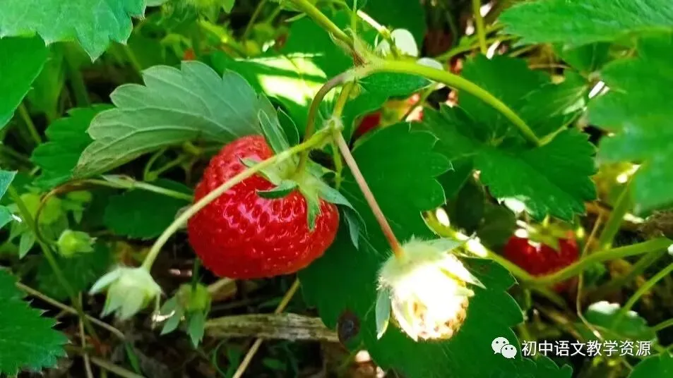 深耕教育 | 中考满分作文的“敲门砖” 第2张