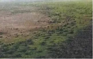 中考时文阅读练习(725)---非洲“绿色长城”不只是生态屏障 第1张