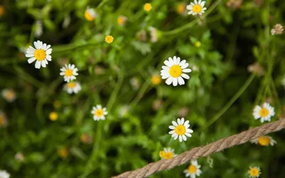 【可打印·中考必背】七八九年级语文必背古诗文及译文(上下册,共六册,可下载) 第4张