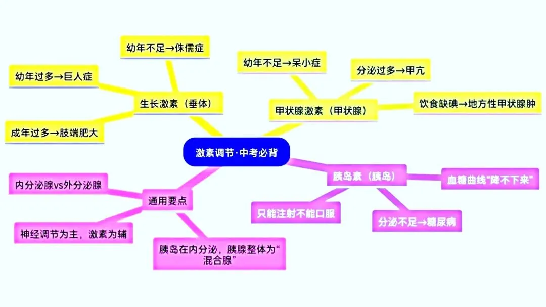 2026河北中考生物!激素调节4-8分稳拿!沧州考生速记 第1张