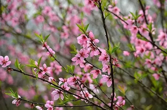 22天,搞定中考化学基础知识(附PDF下载) 第64张