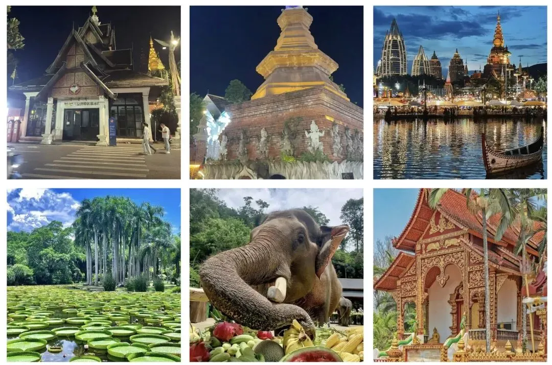 带仔三赴西双版纳,七岁初见,中考后再赴雨林之约 第7张