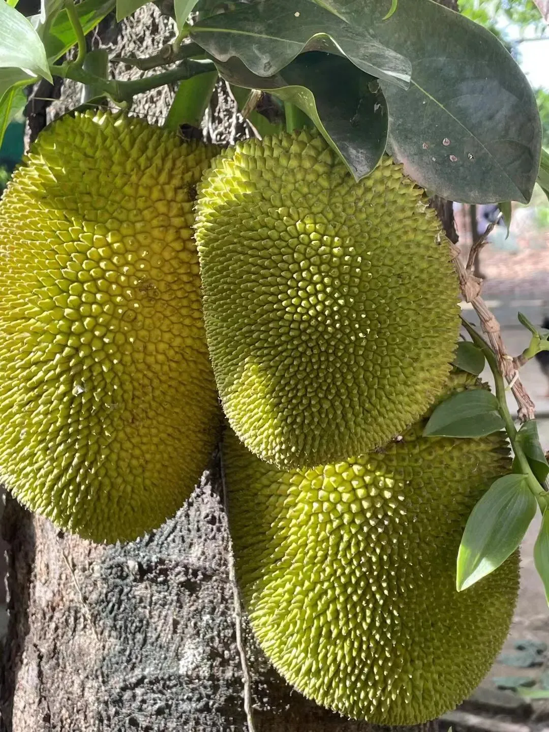 带仔三赴西双版纳,七岁初见,中考后再赴雨林之约 第12张