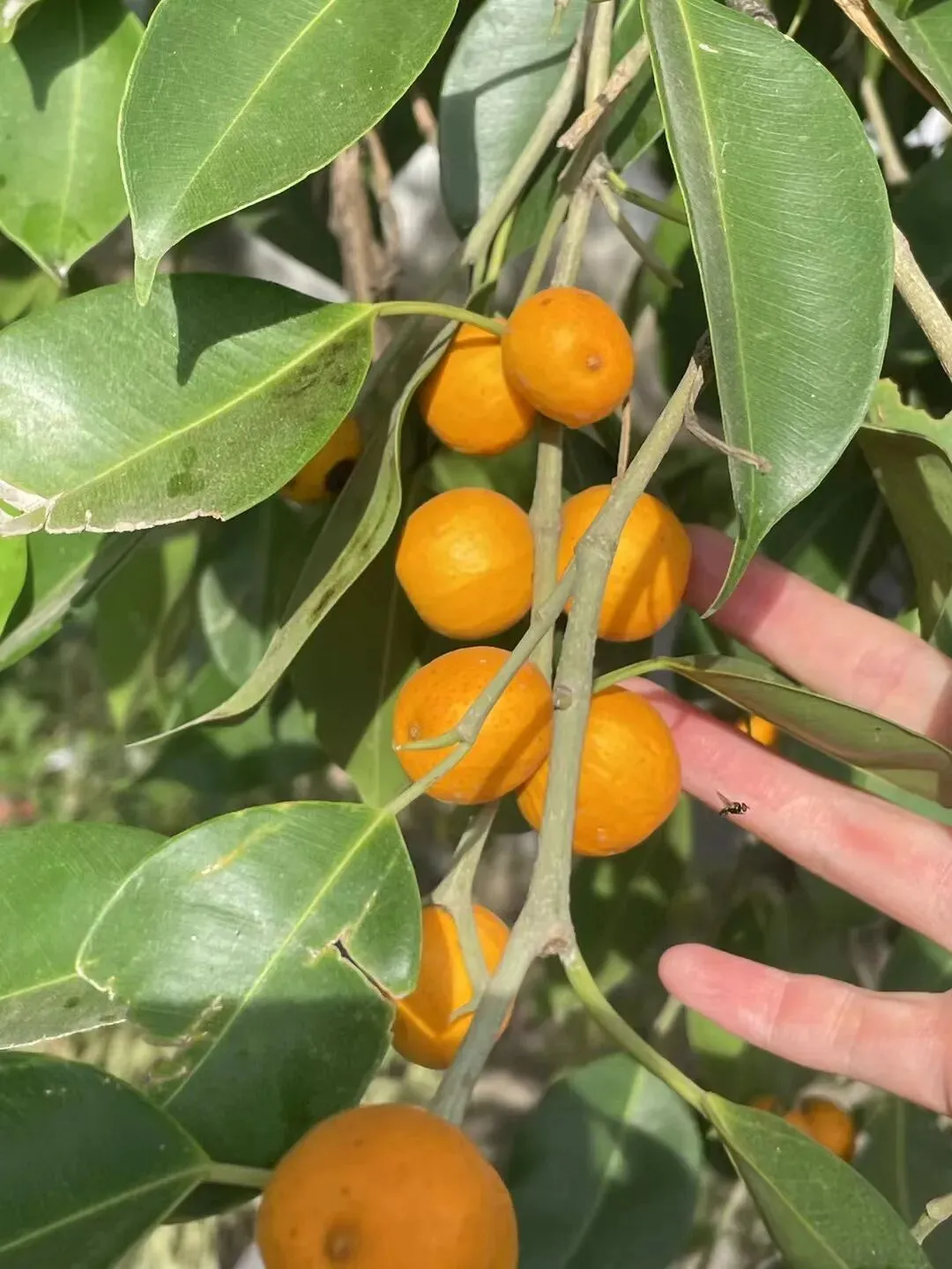 带仔三赴西双版纳,七岁初见,中考后再赴雨林之约 第13张