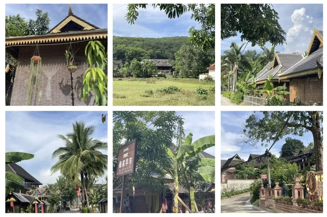 带仔三赴西双版纳,七岁初见,中考后再赴雨林之约 第14张