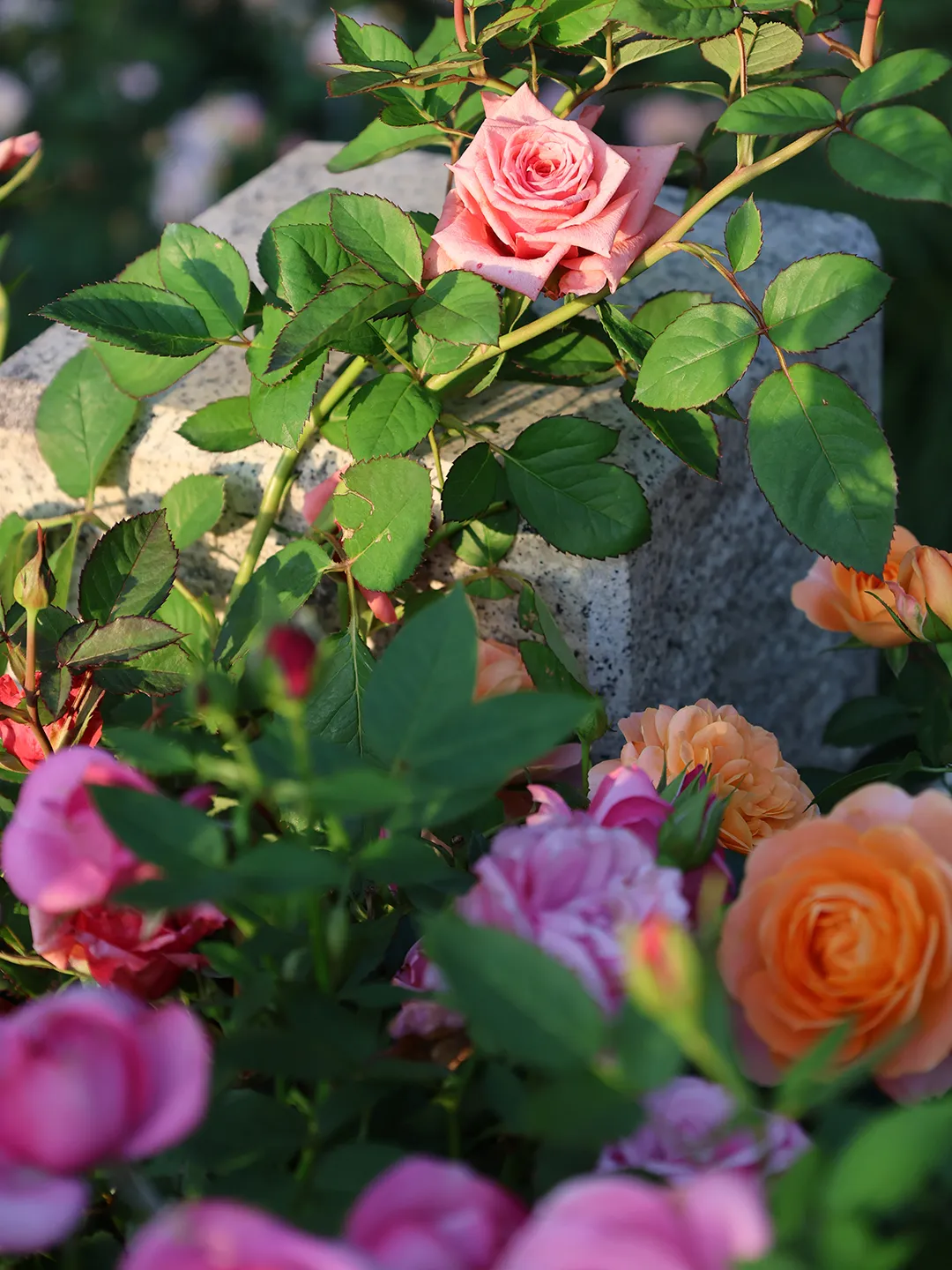 中考材料作文“三读三思”审题法实战训练 第38张