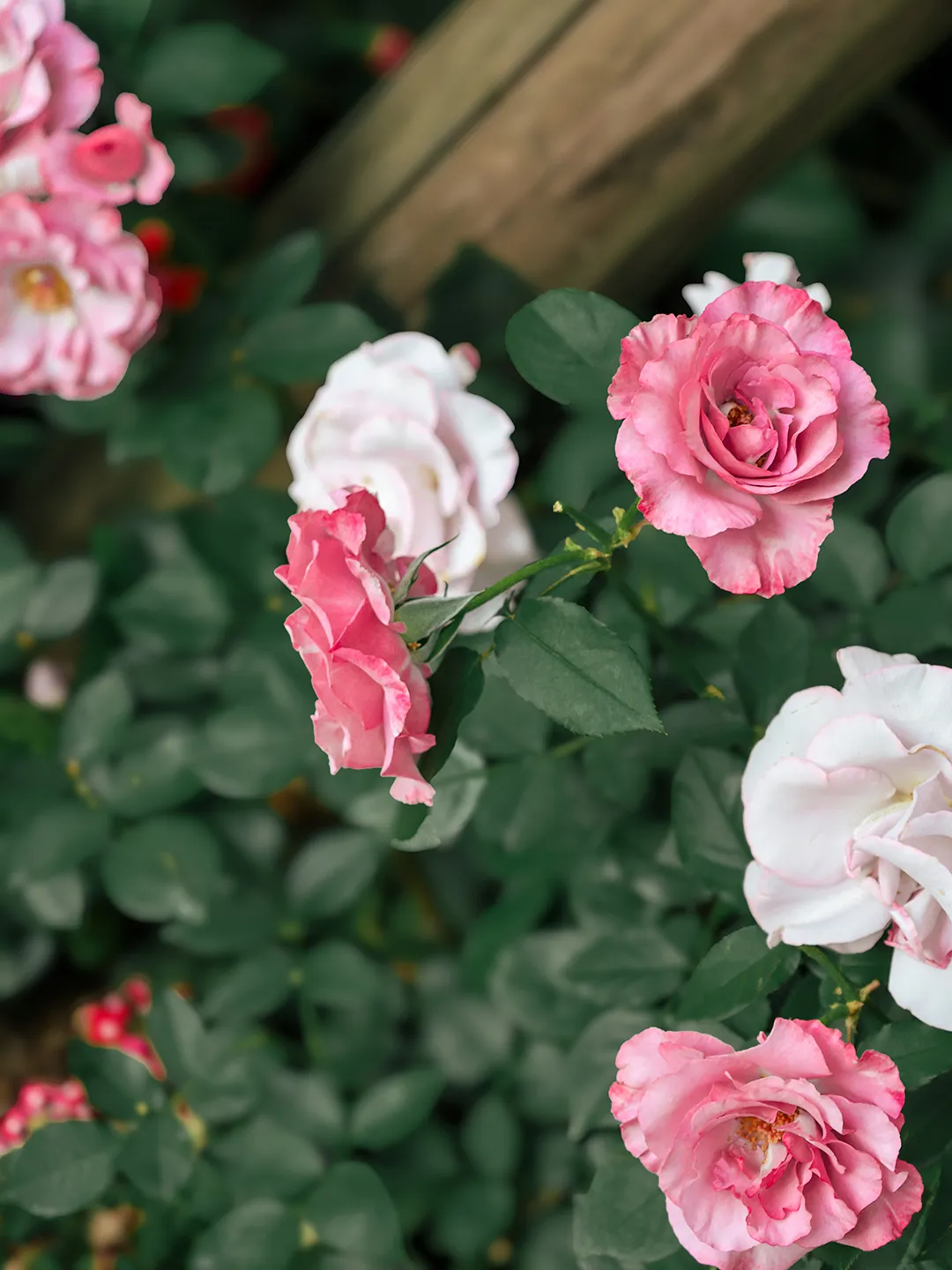 中考材料作文“三读三思”审题法实战训练 第39张