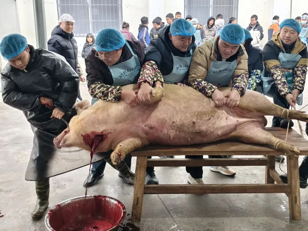 “传承民俗暖校园 凝心聚力助中考”花江中学迎新春杀年猪主题活动圆满落幕 第7张