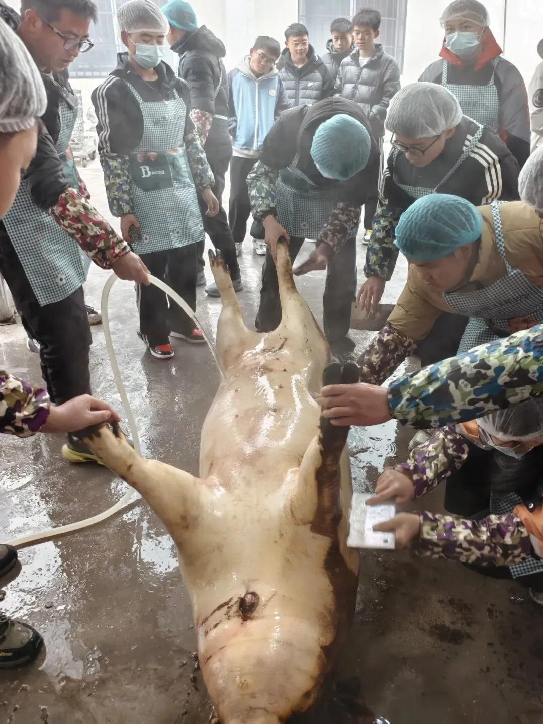 “传承民俗暖校园 凝心聚力助中考”花江中学迎新春杀年猪主题活动圆满落幕 第9张