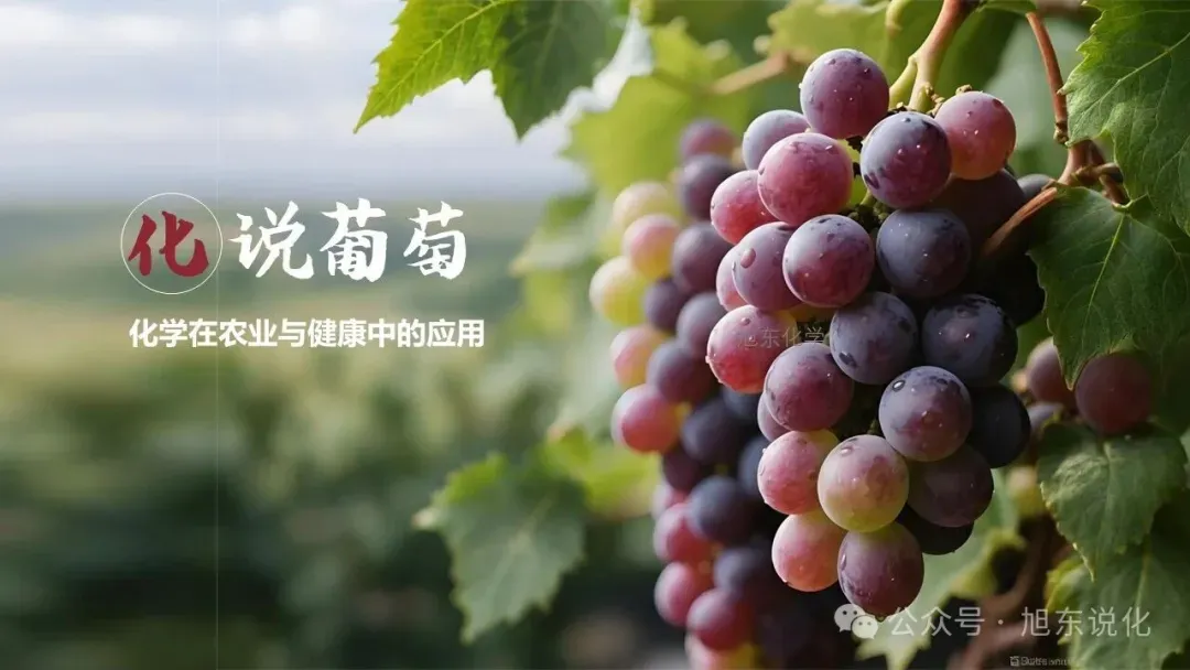 2026版中考化学复习课件 | “化” 说葡萄 —— 化学在农业与健康中的应用 第1张