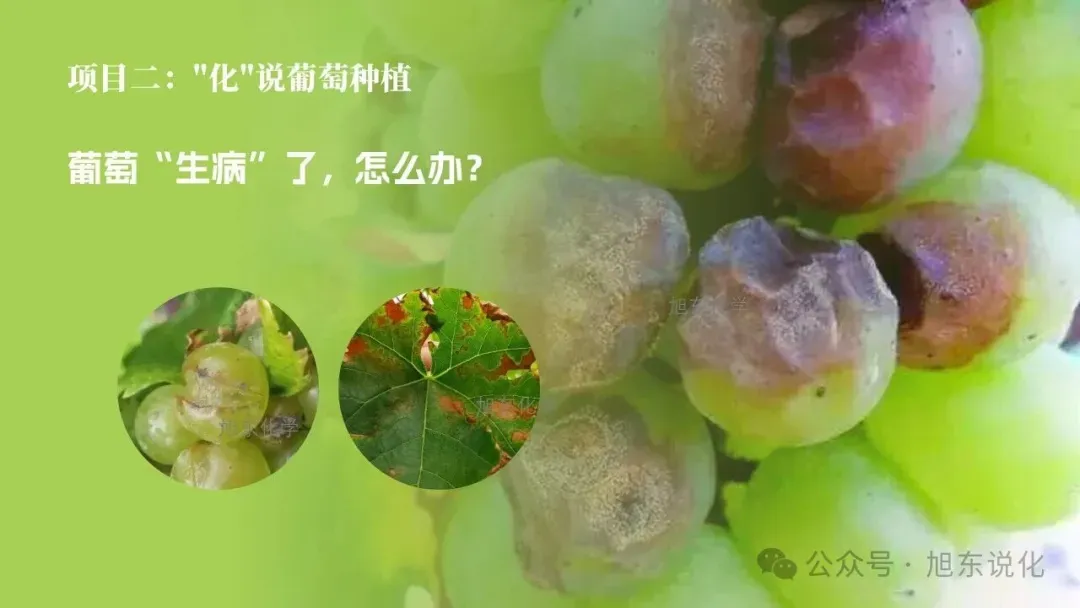 2026版中考化学复习课件 | “化” 说葡萄 —— 化学在农业与健康中的应用 第8张