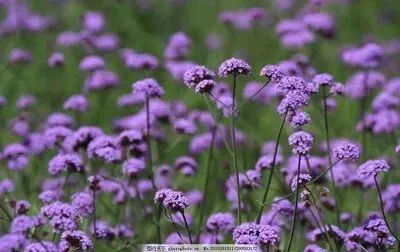 中考语文作文升级案例 | 在时间的隧道里,种一盆花 第1张 中考语文作文升级案例 | 在时间的隧道里,种一盆花 第1张