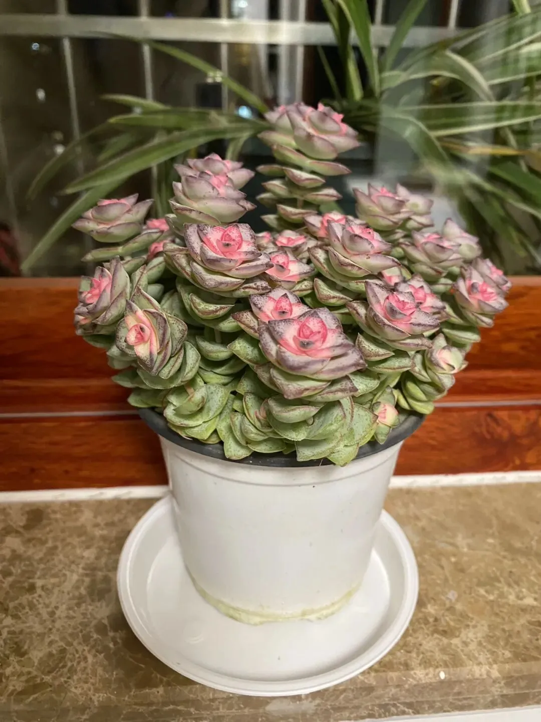 ||中考倒计时142天 绿植 第2张 ||中考倒计时142天 绿植 第2张