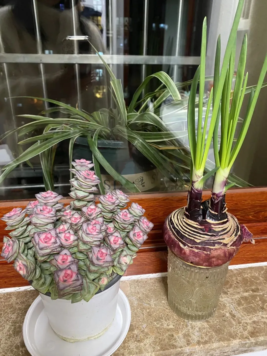 ||中考倒计时142天 绿植 第3张 ||中考倒计时142天 绿植 第3张