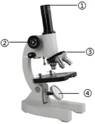 2026年中考生物备考刷真题:使用显微镜观察细胞——新版初中生物讲义配套习题 第1张