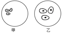 2026年中考生物备考刷真题:使用显微镜观察细胞——新版初中生物讲义配套习题 第2张