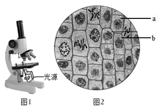 2026年中考生物备考刷真题:使用显微镜观察细胞——新版初中生物讲义配套习题 第4张