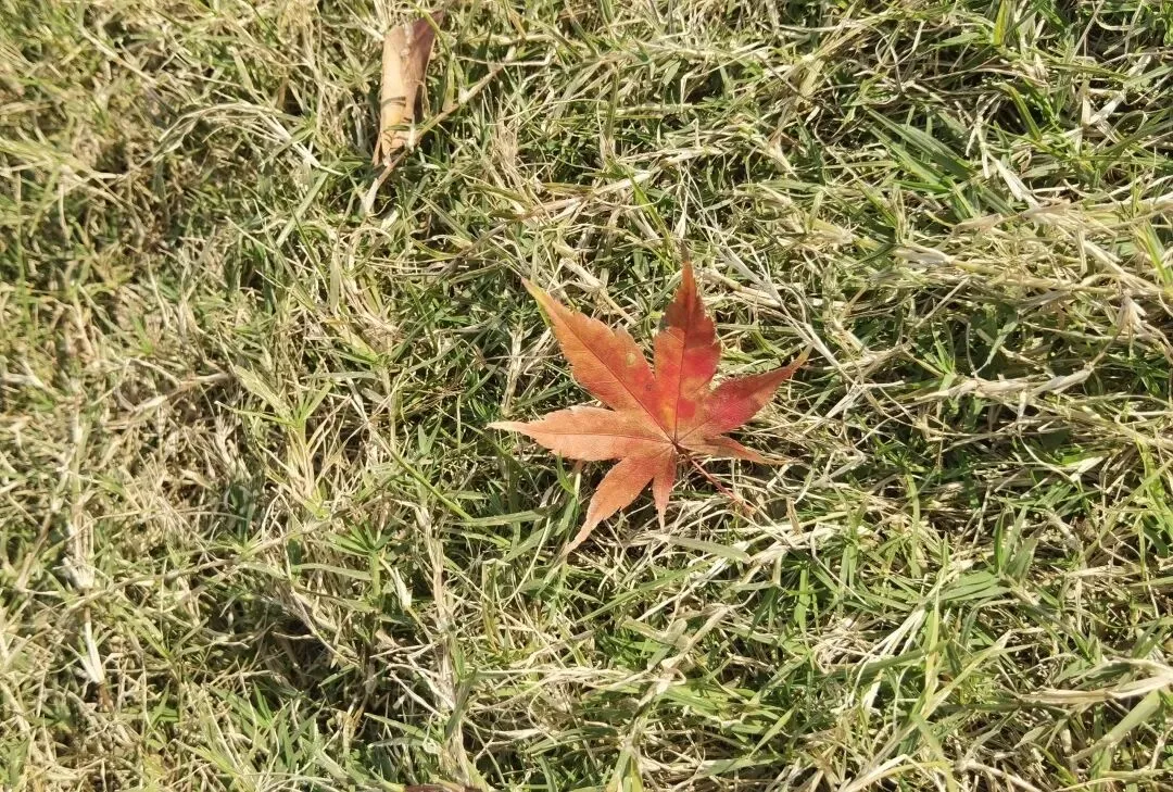 “一检”不是终点,是中考起跳前的“深蹲”——一位陪读妈妈的真心话 第2张