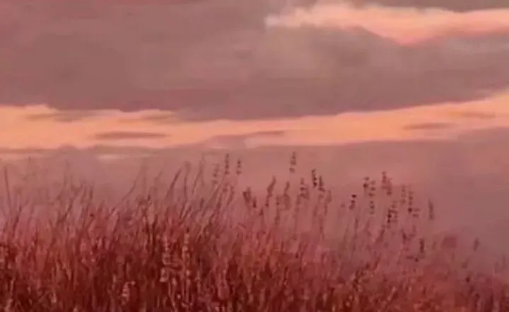 2026中考语文押题作文:【阅读类】作文(范文4篇,可打印) 第9张