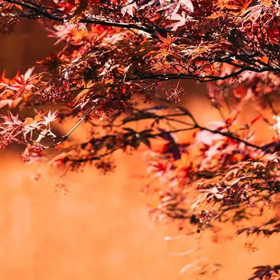 2026上海中考英语 | 考纲词汇用法手册【全套】 第30张