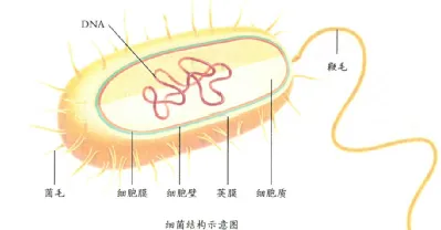 【26年中考生物知识点清单清单05 细菌、真菌和病毒(解析版) 第9张
