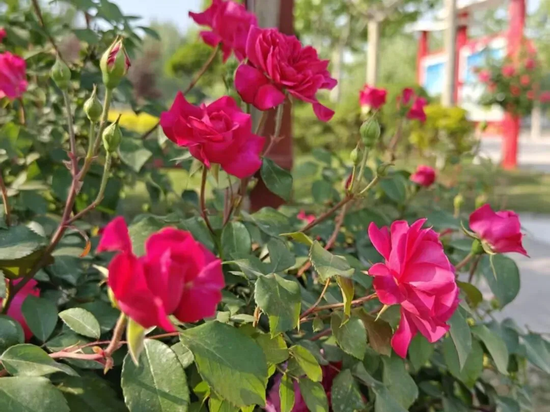 家校同心,共赴中考之约! 第17张